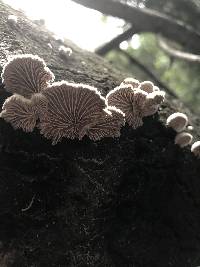 Schizophyllum commune image