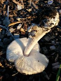 Volvariella gloiocephala image