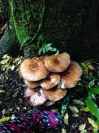 Agrocybe parasitica image