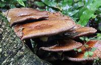 Agrocybe parasitica image