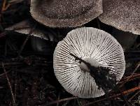 Tricholoma terreum image