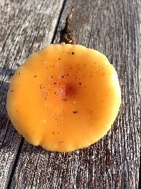 Flammulina velutipes image