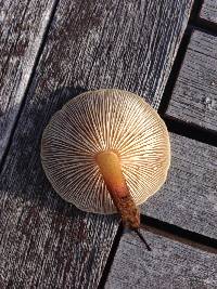 Flammulina velutipes image