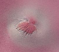 Flammulina velutipes image
