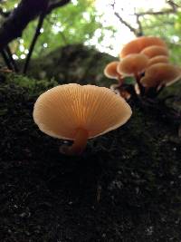 Flammulina velutipes image