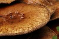 Agrocybe parasitica image