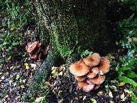 Agrocybe parasitica image