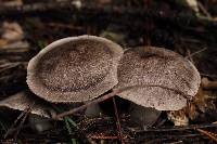 Tricholoma terreum image