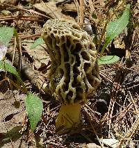 Morchella americana image