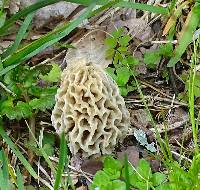 Morchella americana image