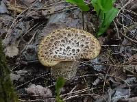 Polyporus squamosus image