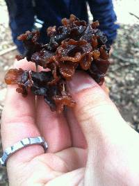 Tremella foliacea image