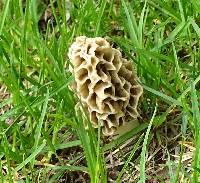 Morchella americana image