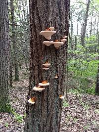 Ganoderma tsugae image