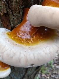 Ganoderma tsugae image