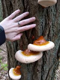 Ganoderma tsugae image