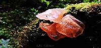 Auricularia delicata image