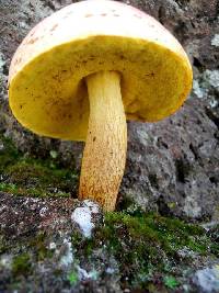 Retiboletus ornatipes image