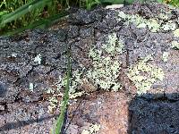 Flavoparmelia caperata image