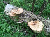 Polyporus squamosus image