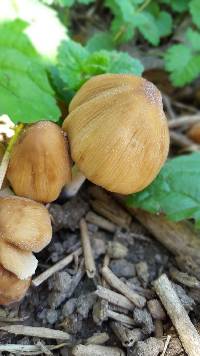 Coprinellus micaceus image