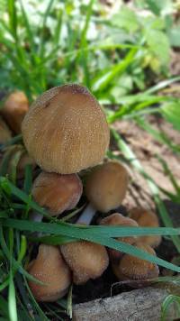 Coprinellus micaceus image