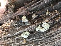 Trametes versicolor image