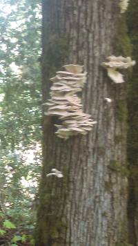 Pleurotus ostreatus image