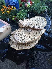 Polyporus squamosus image