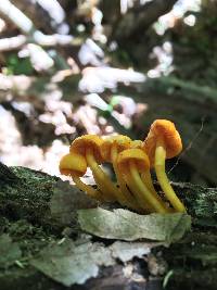 Mycena leaiana image