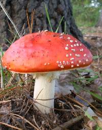 Amanita muscaria image