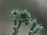 Usnea strigosa image