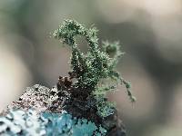 Usnea strigosa image