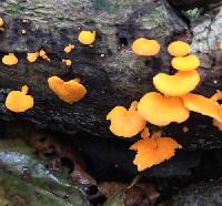 Favolaschia calocera image