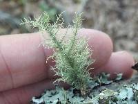 Usnea strigosa image