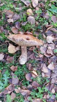 Leccinum scabrum image