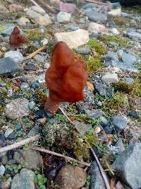 Gyromitra infula image