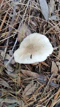 Clitocybe nebularis image