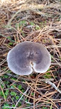 Tricholoma terreum image