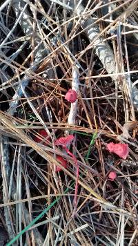 Mycena viscidocruenta image