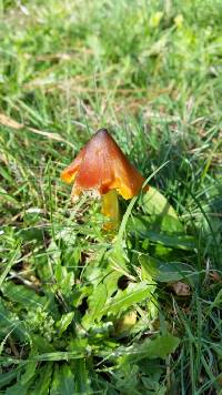 Hygrocybe conica image