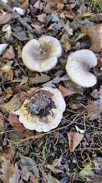 Clitocybe nebularis image