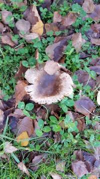 Russula amoenolens image