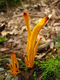 Clavulinopsis fusiformis image