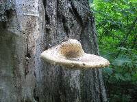 Polyporus squamosus image