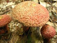 Suillus pictus image