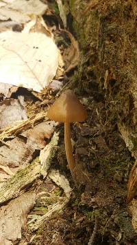 Entoloma strictius image