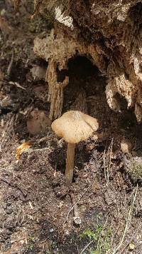 Entoloma strictius image
