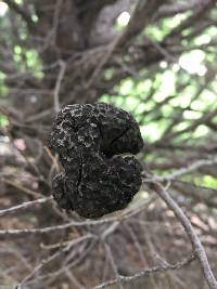 Gymnosporangium juniperi-virginianae image