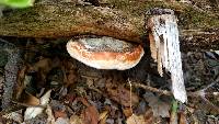 Fomitopsis pinicola image